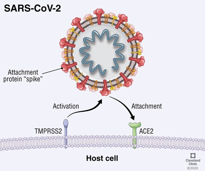 Image:Viral entry.jpg