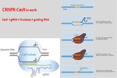 Cas9 פעילות ה