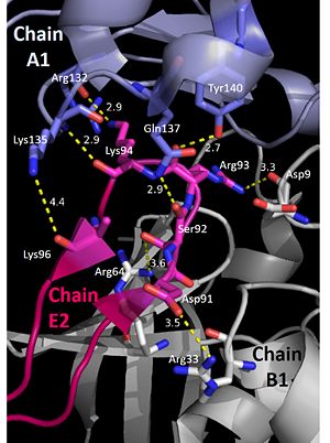 The pentamer-pentamer interactions are stabilized by interactions involving the hairpin of chain E. (PDB:4HQB). This figure was generated using Pymol.