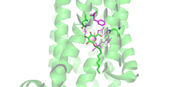 Image:GLUT1 Binding Mechanism.png