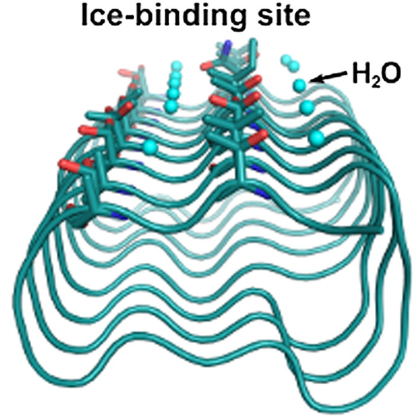 Image:IceBind 5.png