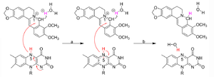 A proposed mechanism of BBR-to-dhBBR conversion by bacterial NRs