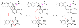 A proposed mechanism of BBR-to-dhBBR conversion by bacterial NRs