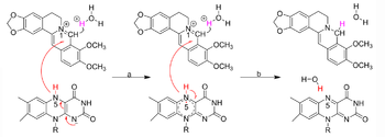 A proposed mechanism of BBR-to-dhBBR conversion by bacterial NRs