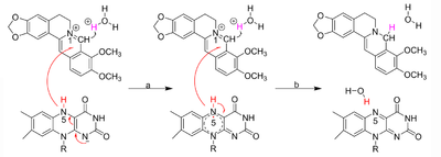 A proposed mechanism of BBR-to-dhBBR conversion by bacterial NRs