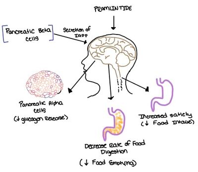 Figure 7. Pramlintide's effect on the human body.  Pramlintide is a peptide agonist of human amylin and is a FDA approved treatment for diabetes.