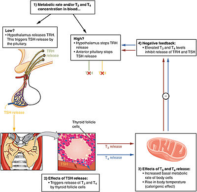 Figure 4: T3 and T4 role in TSH concentration: Highlighting the problem when under or overactive on the metabolism. When an antibody is bound to TSHR and cannot respond to the negative feedback look the metabolism experiences a shift outside of equilibrium resulting in a wide array of side effects. [2]