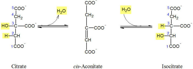Image:Aconitase.jpg