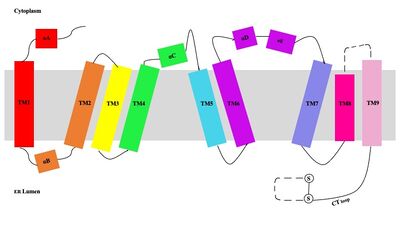 Figure 3. Labeled helices of SOAT within the membrane.