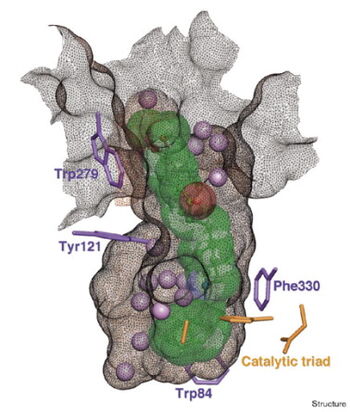Green fluorescent protein (1eve)