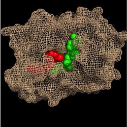 Figure 3. Substrate Binding Pocket (NADH in green; fatty acyl substrate in red)