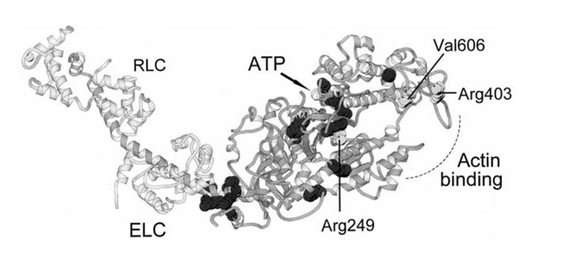 Image:Mutation myosin.jpg