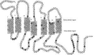 Figure 2: Neurotensin Incorporation in Membrane. This image depicts the spanning of the membrane made by NTSR1 and illustrates the need for transduction from its extracellular binding site to the intracellular region. (PubMed).