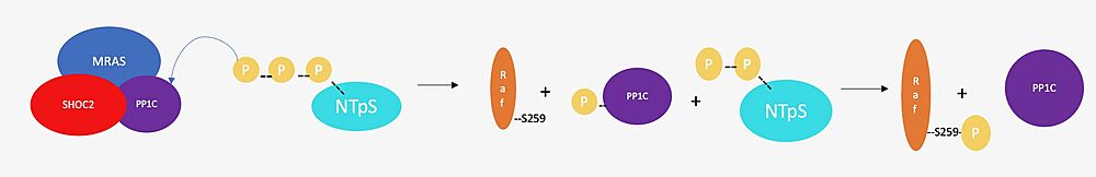 Figure 3. Schematic representation of RAF activation.  