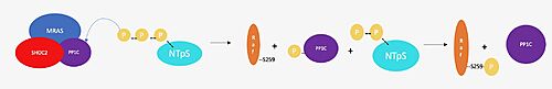 Figure 3. Schematic representation of RAF activation.  