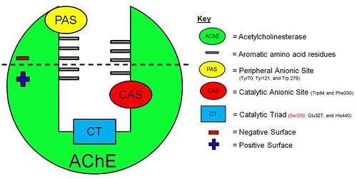 Schematic illustration of AChE.