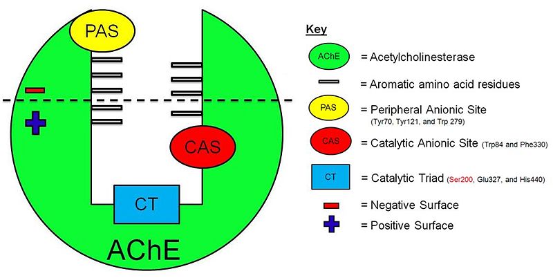 Image:AChE-Page-schematic-gorge.jpg