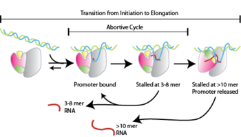  Figure 1. Abortive Cycle  during transcription initiation