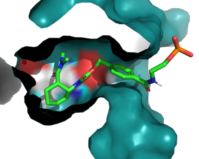 Figure 1. The coolest image of this protein EVAH!!