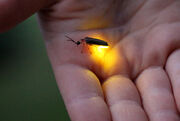 The Common Eastern Firefly in a hand emitting a yellow hue, showing bioluminescence.
