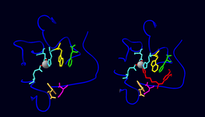 Figure 2. A comparison between the active sites of Drosophila melanogaster DromeQC crystalized either with a PBD150 inhibitor (right, 4F90) or without (left, 4FWU). Protein loops surrounding the active site are denoted in blue, and a key catalytic Zn2+ is shown as a grey sphere, chelated by three residues shown in light blue. The PBD150 inhibitor (red) involve interactions with W296 (yellow) F292 (green) and D271 (pink).
