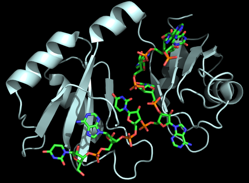 Image:Hrp1 fig1 cropped.png
