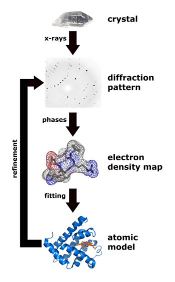 The Steps toward Elucidating the Structure of Biological Macromolecules.