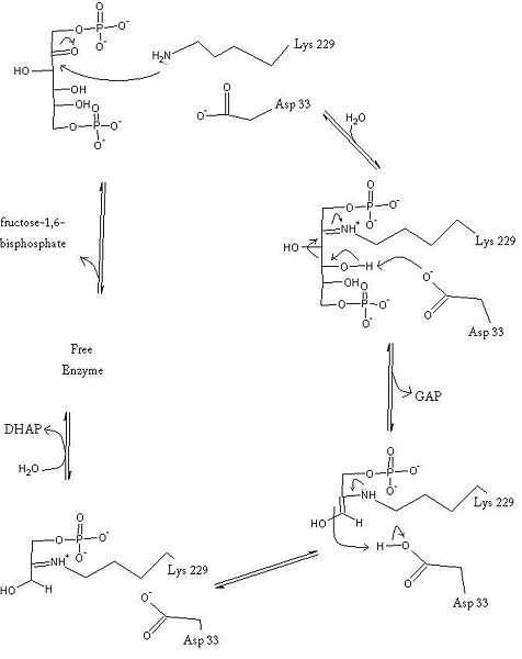 Image:Aldolase1.jpg