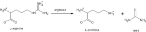 Figure 2: General reaction of arginase hydrolyzing L-arginine to urea and L-ornithine adopted from Christianson.