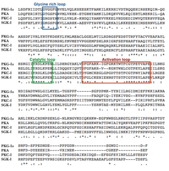 Conserved structural features of the catalytic domain
