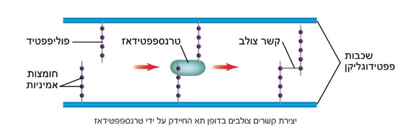 Image:Cross link peptidoglycan.jpg