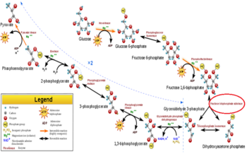Overview of Each Step of Glycolysis with FBPA circled