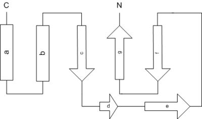 Band diagram of LC8