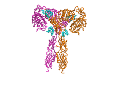 Figure 2. An image of the Insulin Receptor in T conformation (showing both Alpha and Beta subunits).