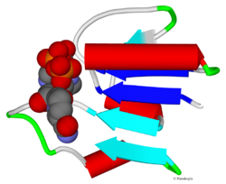 Fig. 4. 3-phosphoglycerate dehydrogenase (2P9E) beta sheet in the NAD binding domain. The two beta-strands that form the core of the Rossmann fold are marked in dark-blue color.