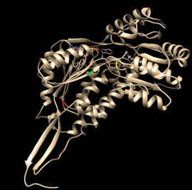Figure4 Chain D of RalDH2 with Cys-302 in yellow, Glu-268 in green, and Asn-187 in red. Image modified in and taken from Chimera from (PDB entry 1bi9)