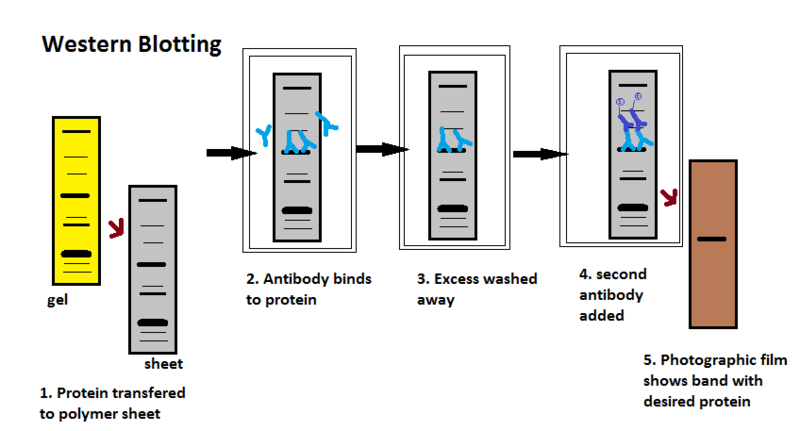 Image:HPC Western Blotting.png