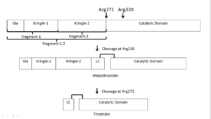 Activation scheme of in vivo activation of prothrombin by the prothrombinase complex in presence of calcium and a phospholipid bilayer