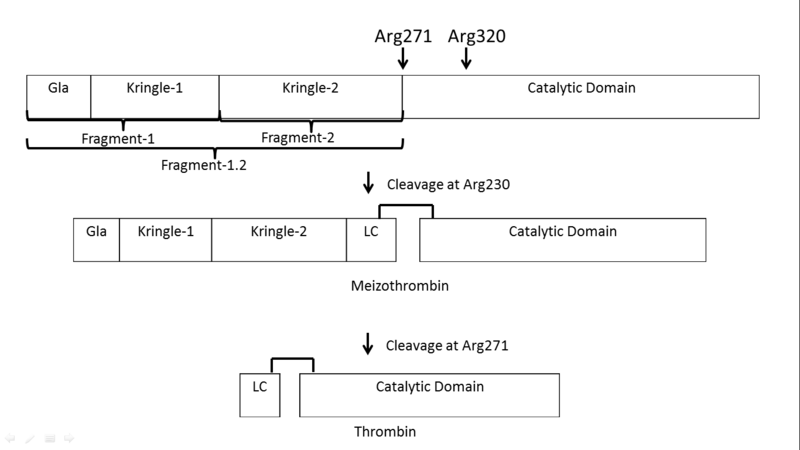Image:Prothrombin activation scheme nofva3.png