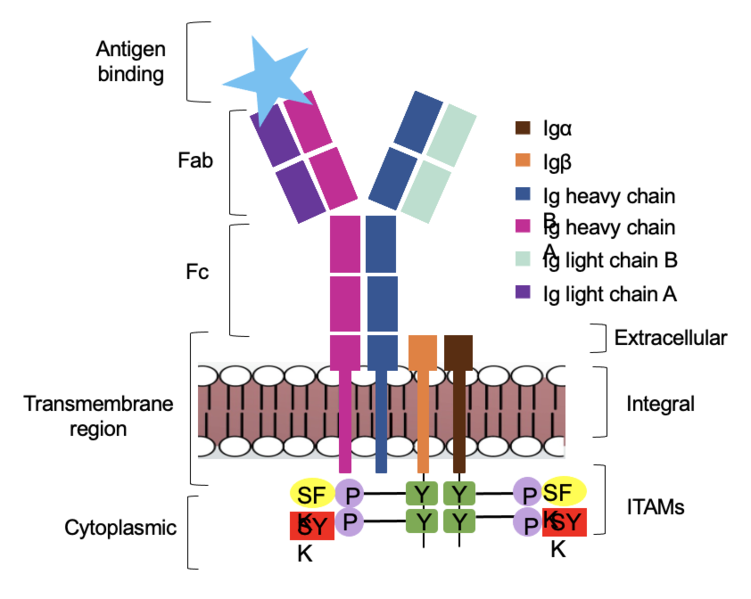 Image:Signal binding.png