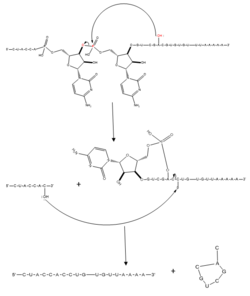 Figure 2. Regular splicing mechanism for eukaryotes. Free 3’OH nucleophile of adenosine in intron attacks phosphorus of phosphate creating a ring structure intron known as a lariat. The free 2’OH in the 5’ splice site (red) acts as the nucleophile to attack the phosphate of the first nucleotide in the 3’ splice site (red) to release the lariat intron. The products include the final modified RNA sequence and the lariat which will be recycled.
