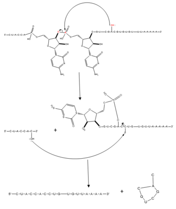Figure 2. Regular splicing mechanism for eukaryotes. Free 3’OH nucleophile of adenosine in intron attacks phosphorus of phosphate creating a ring structure intron known as a lariat. The free 2’OH in the 5’ splice site (red) acts as the nucleophile to attack the phosphate of the first nucleotide in the 3’ splice site (red) to release the lariat intron. The products include the final modified RNA sequence and the lariat which will be recycled.
