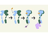 Figure 2.This schematic demonstrates the transformation of mGlu2 from inactive, to intermediate, to PAM-bound, to fully active.