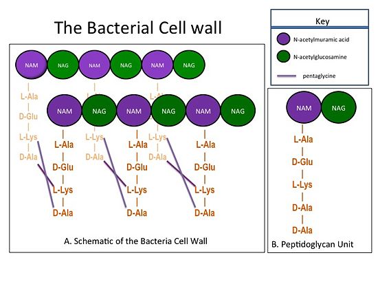 Figure 1.(A) This moiety is polymerized to form sheets of peptidoglycan. Adjacent sheets of peptidoglycan are cross-linked together by pentaglycine "bridges" to form a polymeric "mesh" that is essential for the structural integrity of the bacterial cell. (B) The cell wall is composed of repeating units of a NAM/NAG disaccharide and peptide moiety; i.e., peptidoglycan.