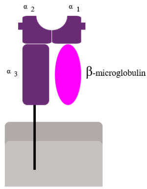 Two subunits of MHC I (alpha (contain alpha 1, 2 and 3 domains) and Beta-microglobulin)
