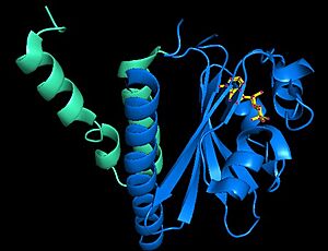 Lcd1 subdomains. The dimerization domain in green(DD) and the ligand binding domain (BD) in blue.