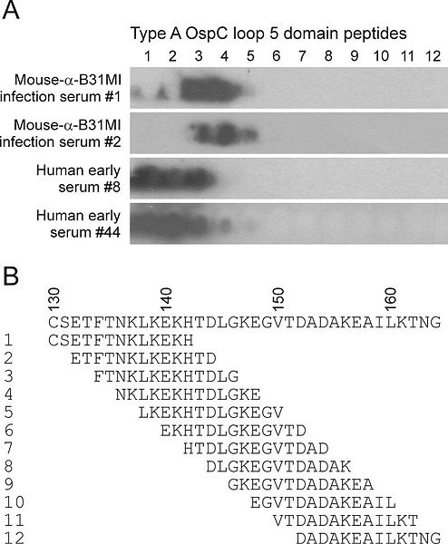 Image:OspC Loop5 Domain Peptides.jpg