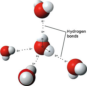 Hydrogen Bonding