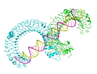 Extracellular domain of mouse Toll-like receptor bound to dsRNA, from 3ciy.