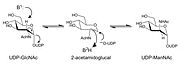 Catalytic mechanism of 2-Epimerases